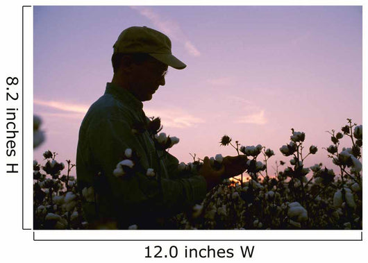 Farmer Inspects His Mature Wall Decal