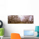 Agriculture - Almond orchard in bloom in late winter / Fresno County Wall Mural