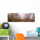 Agriculture - Almond orchard in bloom in late winter / Fresno County Wall Mural