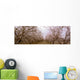 Agriculture - Almond orchard in bloom in late winter / Fresno County Wall Mural