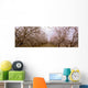 Agriculture - Almond orchard in bloom in late winter / Fresno County Wall Mural
