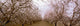 Agriculture - Almond orchard in bloom in late winter / Fresno County Wall Mural