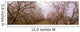 Agriculture - Almond orchard in bloom in late winter / Fresno County Wall Mural