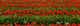 Agriculture - Rows of red tulips Wall Mural