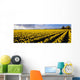 Agriculture - Large field of daffodils Wall Mural