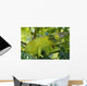 Jackson chameleon hides Wall Mural