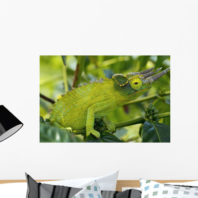 Jackson Chameleon Hides Wall Mural shown on a wall