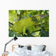 Jackson chameleon hides Wall Mural