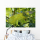 Jackson chameleon hides Wall Mural