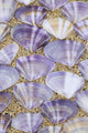 Seashells laying Wall Mural