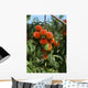 Agriculture - Ripe peaches on the tree Wall Mural