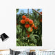 Agriculture - Ripe peaches on the tree Wall Mural