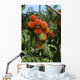 Agriculture - Ripe peaches on the tree Wall Mural