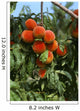 Agriculture - Ripe peaches on the tree Wall Mural