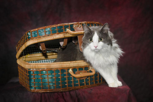 Portrait of a cat in a basket;St albert alberta canada Wall Mural