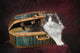 Portrait of a cat in a basket;St albert alberta canada Wall Mural