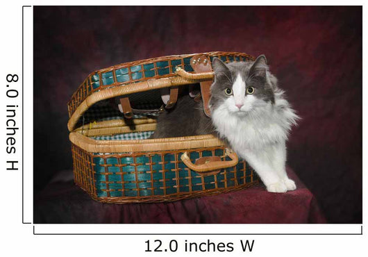 Portrait of a cat in a basket;St albert alberta canada Wall Mural