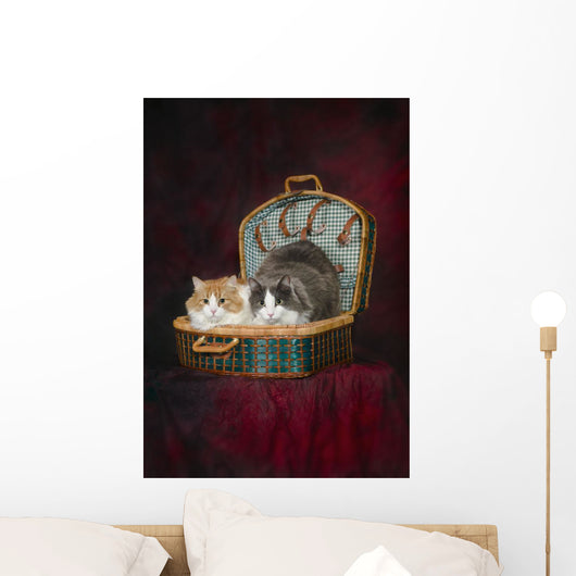 Portrait of two cats in a basket;St albert alberta canada Wall Mural