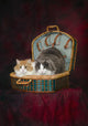 Portrait of two cats in a basket;St albert alberta canada Wall Mural