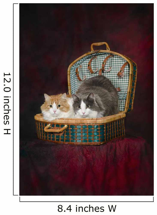 Portrait of two cats in a basket;St albert alberta canada Wall Mural