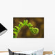 Close up of a fern opening a new leaf Wall Mural