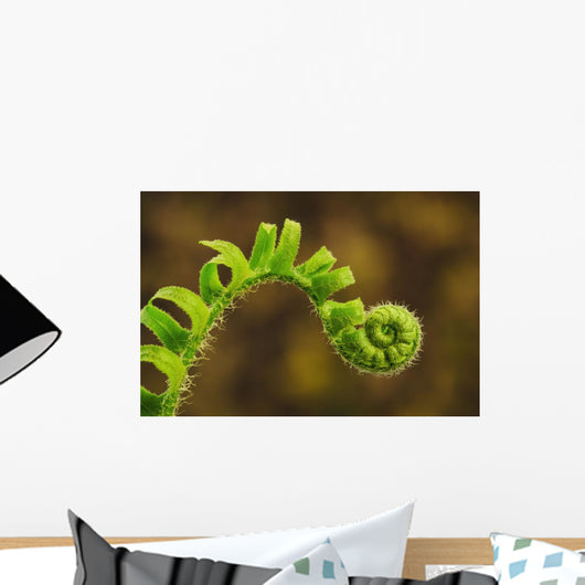 Close up of a fern opening a new leaf Wall Mural
