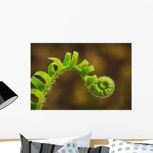 Close up of a fern opening a new leaf Wall Mural