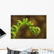 Close up of a fern opening a new leaf Wall Mural