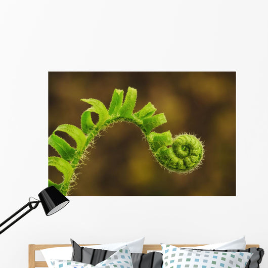 Close up of a fern opening a new leaf Wall Mural