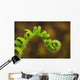 Close up of a fern opening a new leaf Wall Mural
