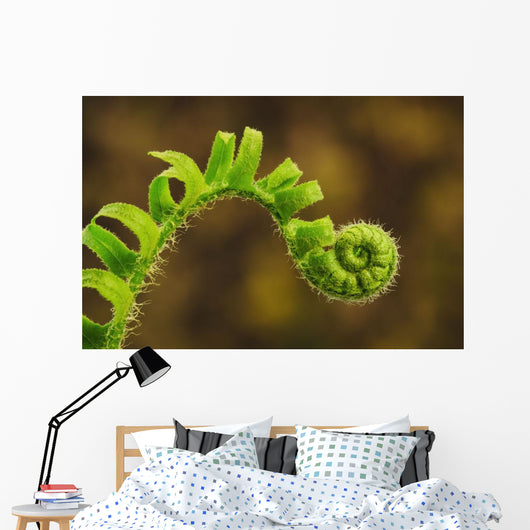 Close up of a fern opening a new leaf Wall Mural