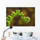 Close up of a fern opening a new leaf Wall Mural