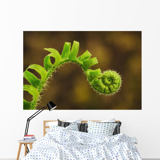Close up of a fern opening a new leaf Wall Mural