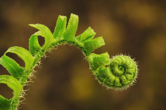 Close up of a fern opening a new leaf Wall Mural