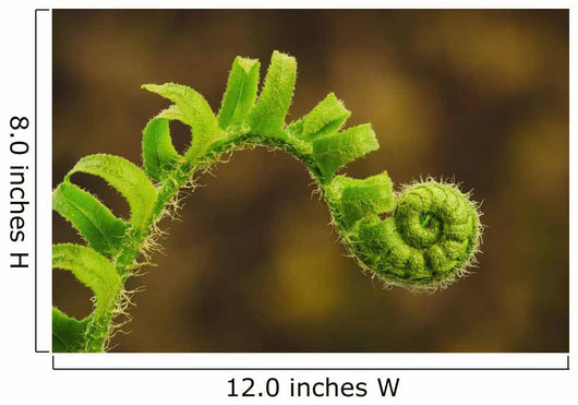 Close up of a fern opening a new leaf Wall Mural