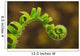 Close up of a fern opening a new leaf Wall Mural