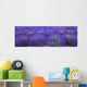 Agriculture - Mature Lavender in the field in mid summer / near Sequim Wall Mural
