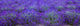 Agriculture - Mature Lavender in the field in mid summer / near Sequim Wall Mural