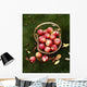 Agriculture - Fresh Honey Crisp apples Wall Mural
