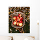 Agriculture - Fresh Fuji apples Wall Mural