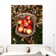 Agriculture - Fresh Fuji apples Wall Mural