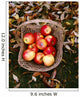 Agriculture - Fresh Fuji apples Wall Mural