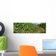 Agriculture - Vineyard of mature Cabernet Sauvignon wine grapes ready Wall Mural