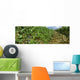 Agriculture - Vineyard of mature Cabernet Sauvignon wine grapes ready Wall Mural