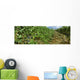 Agriculture - Vineyard of mature Cabernet Sauvignon wine grapes ready Wall Mural