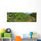 Agriculture - Vineyard of mature Cabernet Sauvignon wine grapes ready Wall Mural