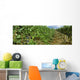 Agriculture - Vineyard of mature Cabernet Sauvignon wine grapes ready Wall Mural