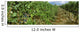 Agriculture - Vineyard of mature Cabernet Sauvignon wine grapes ready Wall Mural