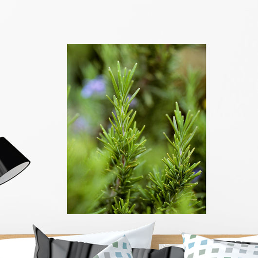 Closeup Mature Organic Rosemary Wall Decal