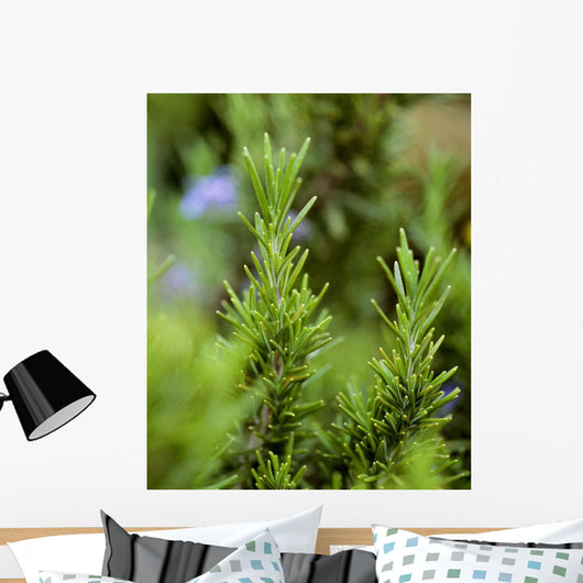 Closeup Mature Organic Rosemary Wall Decal